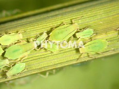 Schizaphis graminum